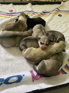 8 husky pups for sale