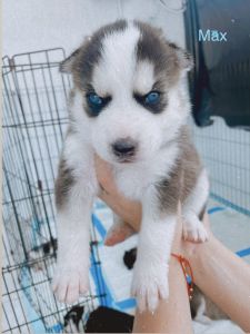 Siberian Husky Available