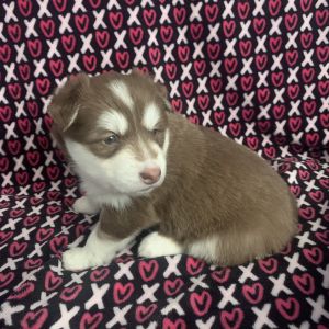 Husky Puppies 6 Weeks