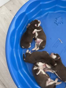 Pure-breed Husky Puppies