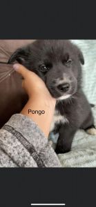 Agouti Husky/ Border Collie