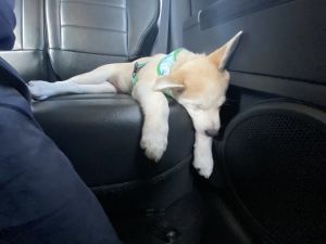 Loving Puppy (Siberian Husky)