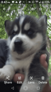 Siberian Husky Puppy (Duke)