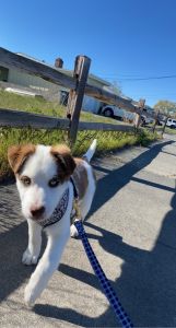 Looking for a home for Nova