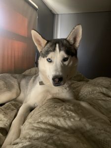 Siberian Husky
