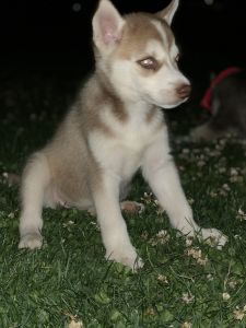 Husky puppy