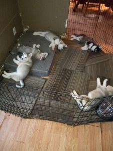Husky puppies
