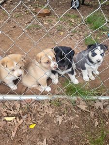 Husky puppies