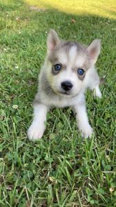 Husky puppies