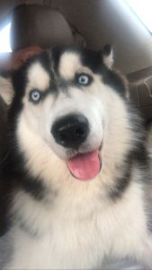 Smoke; 11 month old Siberian Husky