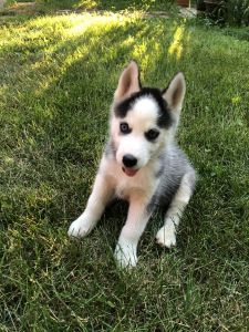 Husky Male AKC