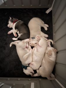 Siberian Husky Puppies