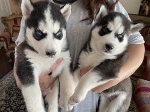Husky puppies