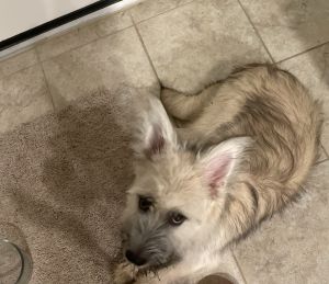 Loving 6 month old Husky mix