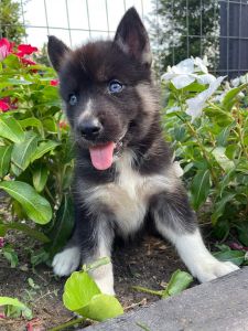 Siberian Husky puppies for sale