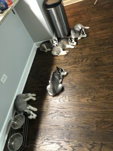 Siberian husky puppies for sale!