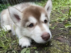 Female baby huskies