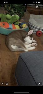 Husky puppy