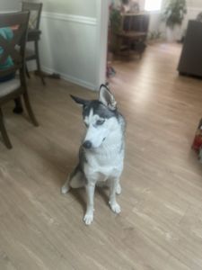 11 month female puppy husky