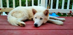 White Male Siberian Husky for sale!