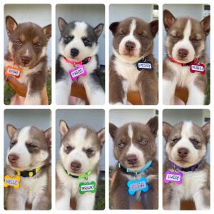 8 Week Old Siberian Husky Puppies