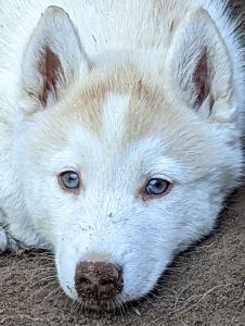 Female Siberian husky