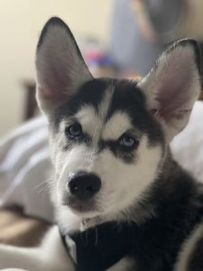 Freya 12 week old Female Husky, Champion blood line
