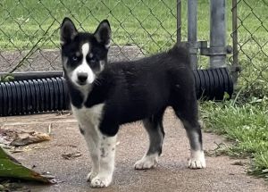 AKC Siberian Husky pups