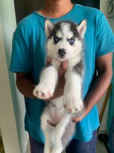 Siberian Husky available