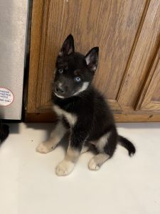 Siberian Husky Puppies