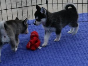 Siberian husky puppies Text or WhatsApp at.... +1(5***) ***4-36***