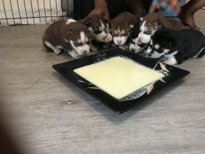 rehome husky pups