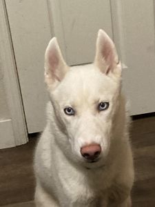 11 month Siberian Husky