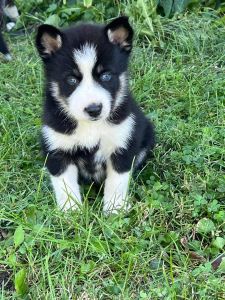 CKC Male Husky Pups