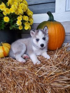 Purebred Siberian Huskies (AKC registered)