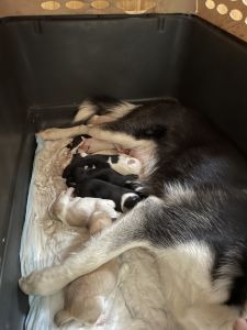 Puppies for sale. Need to find them homes. Husky mix