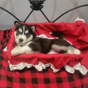Purebred Siberian Husky Puppies