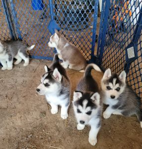 Siberian Huskies