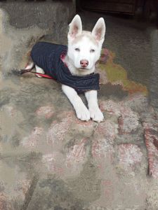 White and brown husky puppy with blue eyes