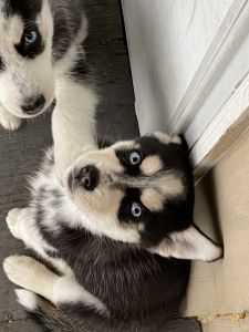 Beautiful pure bred Siberian Husky Puppies