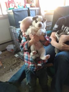 Christmas Puppers Ready for the forever families