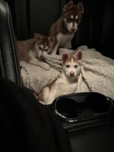 Siberian husky girls 8wks old!!!