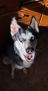 Apollo, Siberian husky, 1 year old