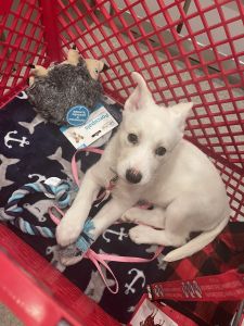 Husky mix need to rehome ASAP