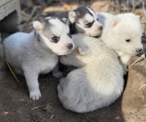 Husky Puppies
