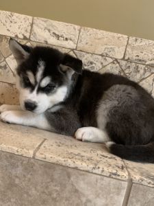 Siberian husky pups CKC
