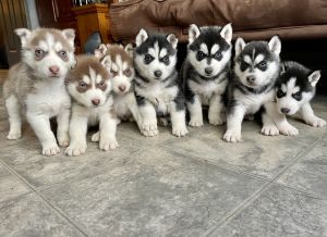Huskie Puppies