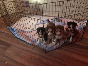 Two puppies for sale