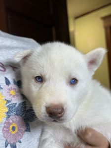 White Siberian Husky