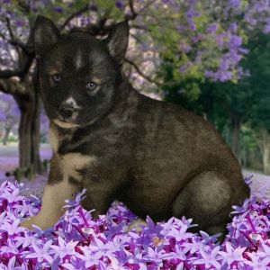 AKC Siberian Husky pups